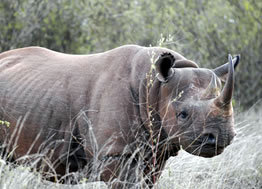 Tsavo West Black Rhino